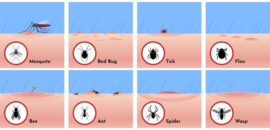 spider bite vs mosquito bite