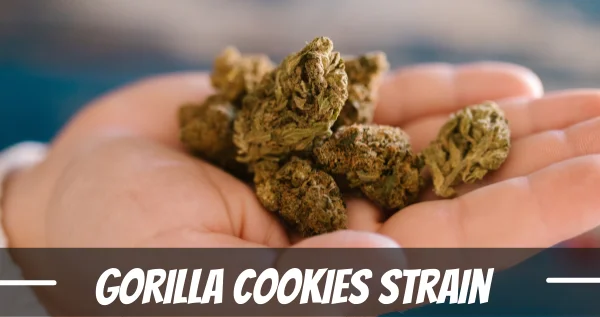 gorilla cookies strain