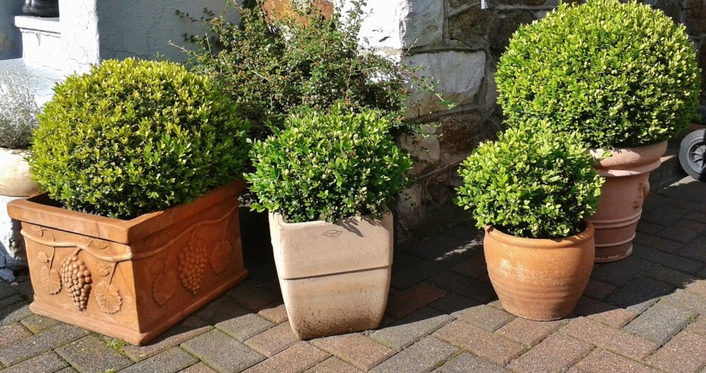 winter gem boxwood