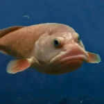 Fascinating Facts About Blobfish – A Unique Deep-Sea Creature