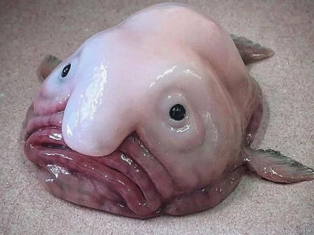 blobfish